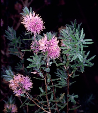 APII jpeg image of Melaleuca sclerophylla  © contact APII