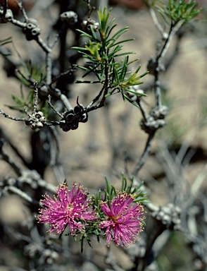 APII jpeg image of Melaleuca scabra  © contact APII