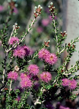 APII jpeg image of Melaleuca societatis  © contact APII