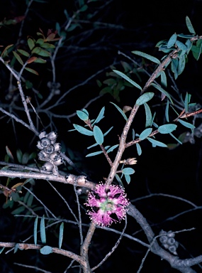 APII jpeg image of Melaleuca spicigera  © contact APII