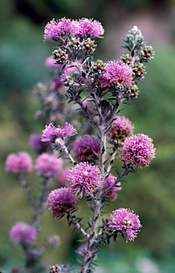 APII jpeg image of Melaleuca squamea  © contact APII