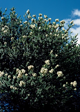 APII jpeg image of Melaleuca squarrosa  © contact APII