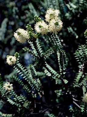 APII jpeg image of Melaleuca squarrosa  © contact APII