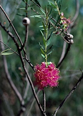 APII jpeg image of Melaleuca fulgens subsp. steedmanii  © contact APII