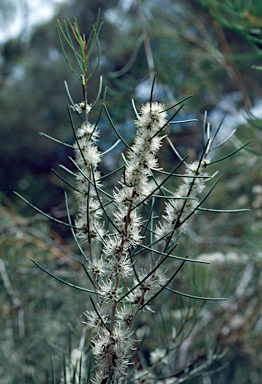 APII jpeg image of Melaleuca teretifolia  © contact APII