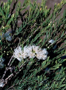 APII jpeg image of Melaleuca thymifolia  © contact APII