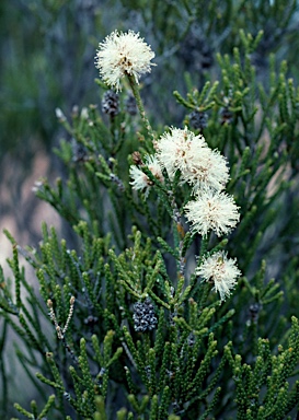 APII jpeg image of Melaleuca thyoides  © contact APII