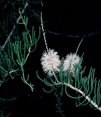 APII jpeg image of Melaleuca thyoides  © contact APII