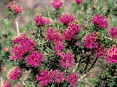 APII jpeg image of Melaleuca trichophylla  © contact APII