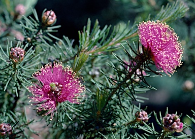 APII jpeg image of Melaleuca trichophylla  © contact APII