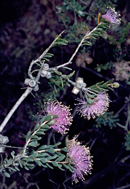APII jpeg image of Melaleuca tuberculata var. macrophylla  © contact APII