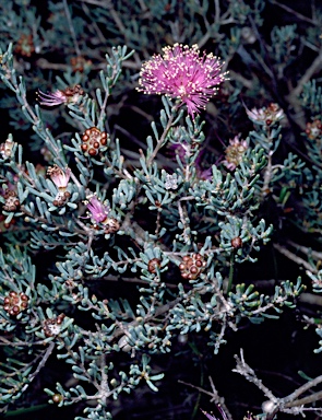 APII jpeg image of Melaleuca tuberculata var. macrophylla  © contact APII