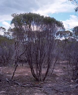 APII jpeg image of Melaleuca uncinata  © contact APII