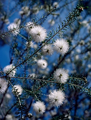 APII jpeg image of Melaleuca viminea subsp. viminea  © contact APII