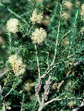 APII jpeg image of Melaleuca viminea subsp. viminea  © contact APII