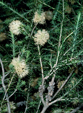 APII jpeg image of Melaleuca viminea subsp. viminea  © contact APII