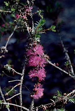 APII jpeg image of Melaleuca wilsonii  © contact APII