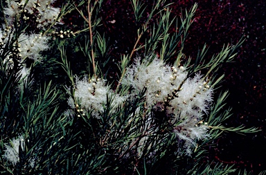 APII jpeg image of Melaleuca linariifolia 'Seafoam'  © contact APII