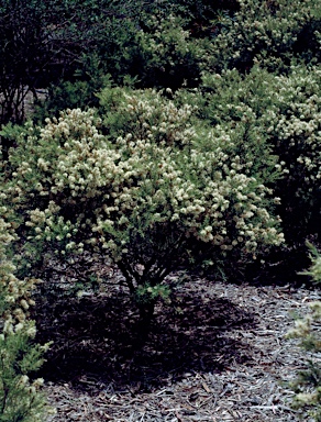 APII jpeg image of Melaleuca linariifolia 'Snowflake'  © contact APII
