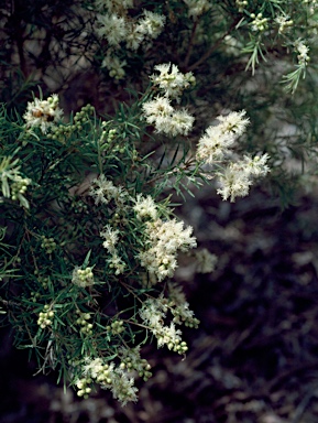 APII jpeg image of Melaleuca linariifolia 'Snowflake'  © contact APII