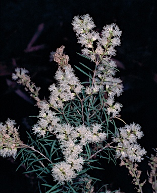 APII jpeg image of Melaleuca linariifolia 'Snowstorm'  © contact APII