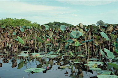 APII jpeg image of Nelumbo nucifera  © contact APII