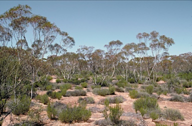 APII jpeg image of Eucalyptus gracilis  © contact APII