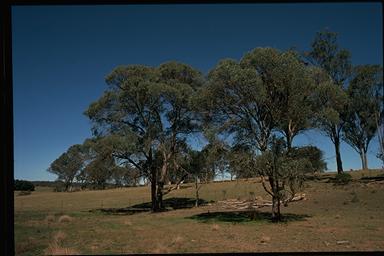 APII jpeg image of Eucalyptus acaciiformis  © contact APII