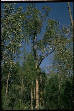 APII jpeg image of Eucalyptus apothalassica  © contact APII