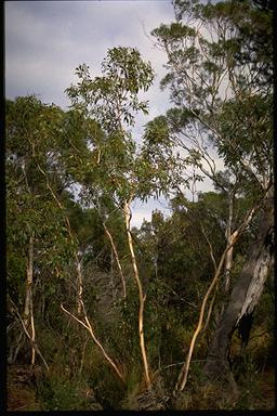 APII jpeg image of Eucalyptus barberi  © contact APII
