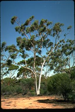 APII jpeg image of Eucalyptus capillosa  © contact APII