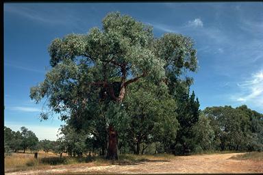 APII jpeg image of Eucalyptus cinerea  © contact APII