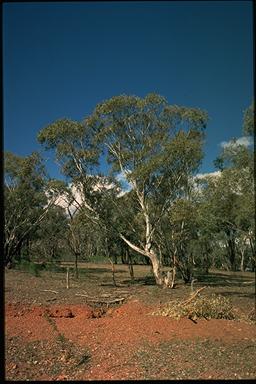 APII jpeg image of Eucalyptus dwyeri  © contact APII