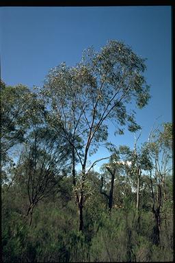 APII jpeg image of Eucalyptus exserta  © contact APII