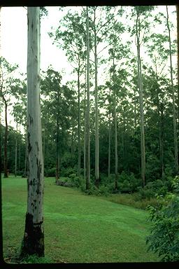 APII jpeg image of Eucalyptus grandis  © contact APII