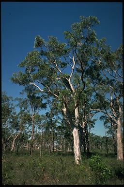 APII jpeg image of Eucalyptus haemastoma  © contact APII