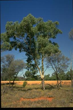 APII jpeg image of Eucalyptus intertexta  © contact APII