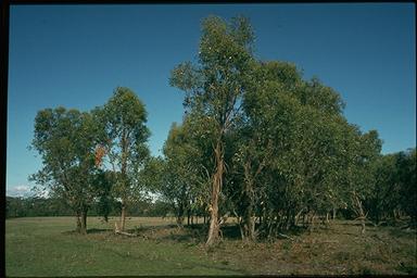 APII jpeg image of Eucalyptus kitsoniana  © contact APII