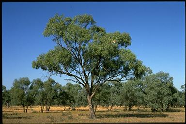 APII jpeg image of Eucalyptus largiflorens  © contact APII