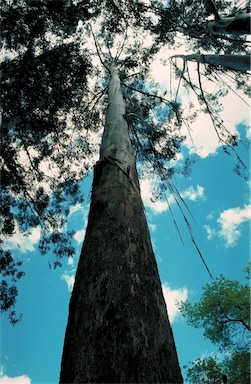 APII jpeg image of Eucalyptus regnans  © contact APII