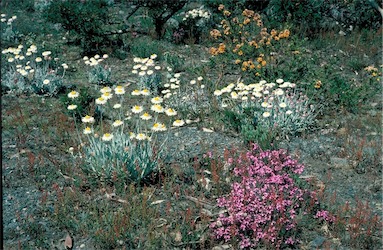 APII jpeg image of Leucochrysum albicans  © contact APII