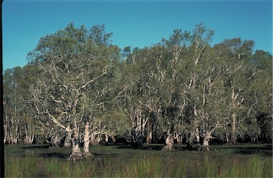 APII jpeg image of Melaleuca quinquenervia  © contact APII