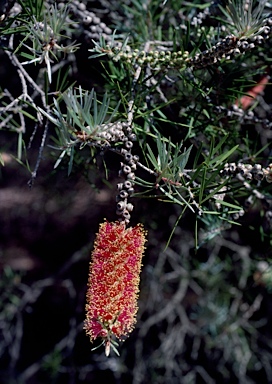 APII jpeg image of Callistemon brachyandrus  © contact APII