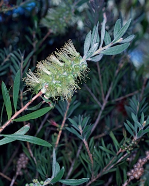 APII jpeg image of Callistemon flavovirens  © contact APII