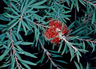 APII jpeg image of Callistemon montanus  © contact APII