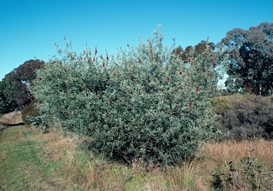 APII jpeg image of Callistemon pachyphyllus  © contact APII