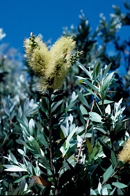 APII jpeg image of Callistemon pallidus  © contact APII