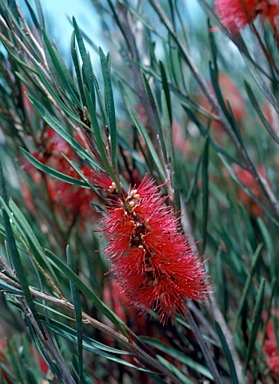 APII jpeg image of Callistemon phoeniceus  © contact APII