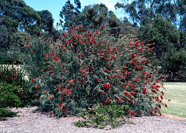 APII jpeg image of Callistemon phoeniceus  © contact APII