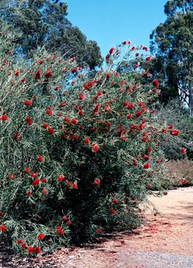 APII jpeg image of Callistemon phoeniceus  © contact APII